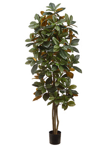 5' Magnolia Tree in Pot  Green (pack of 2)