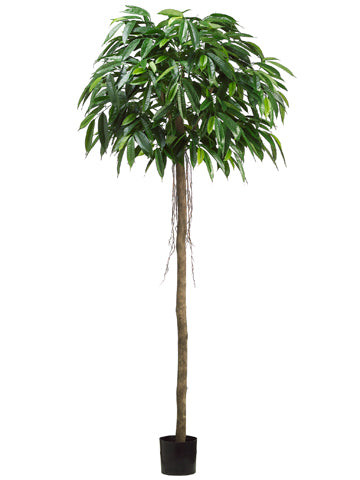 7' Mango Tree w/525 Leaves in Pot Green (pack of 2)