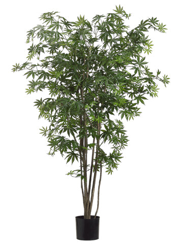 5' Japanese Maple Tree w/572 Leaves in Pot Two Tone Green (pack of 2)