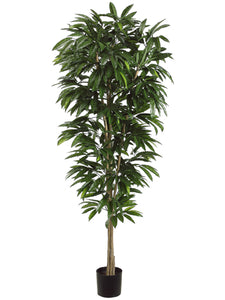 6.5' Mango Tree in Plastic Pot Two Tone Green (pack of 2)
