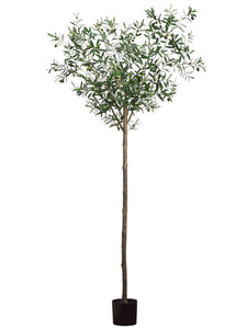 6' Olive Tree with 1500 Leaves in Pot Two Tone Green (pack of 2)
