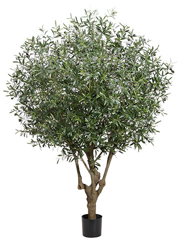 6' Olive Tree With 9384 Leaves in Plastic Pot Green (pack of 1)
