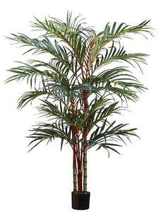 6' Lipstick Palm in Pot  Green (pack of 1)