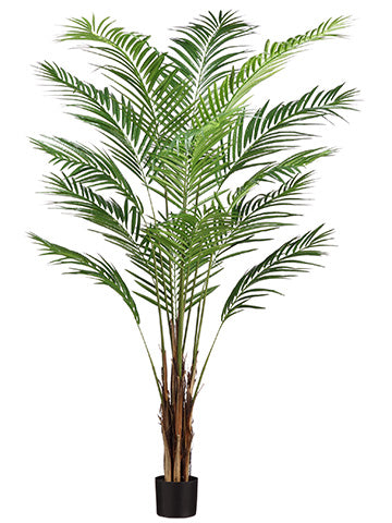 6' Areca Palm Tree x15 With 567 Leaves in Pot (knock-Down Packing ?) Green (pack of 2)