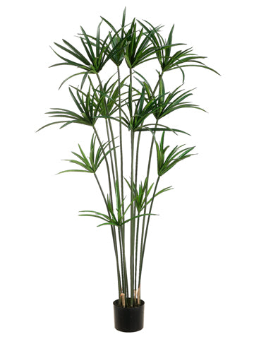 5' Papyrus Plant with 12 Leaves in Pot Green (pack of 2)