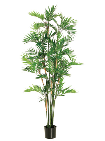 6' Parlour Palm Tree in Pot  Green (pack of 2)
