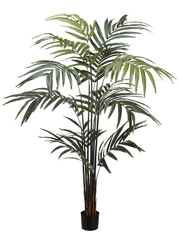 8' Kentia Palm With 216 Leaves in Pot Green (pack of 2)