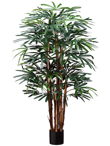 5' Hawaiian Rhapis Tree in Pot with 545 Leaves Green (pack of 2)