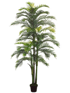 98" Hearts Palm x3 with 44 Leaves in Black Plastic Pot Green (pack of 2)