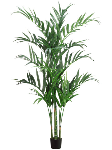 6' Kentia Palm Tree in Pot  Green (pack of 2)
