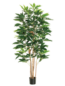 6' Schefflera Tree with 420 Leaves in Pot Green (pack of 2)