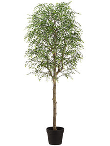 60" Wisteria Tree in Plastic Planter Green (pack of 1)