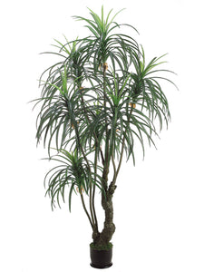 7' Yucca Tree x3 with 392 Leaves in Pot Two Tone Green (pack of 2)