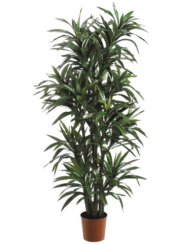 6' Yucca Tree x8 with 406 Leaves in Pot Green Red (pack of 2)