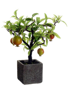 14" Pomegranate Tree in Cement Pot Red Green (pack of 2)