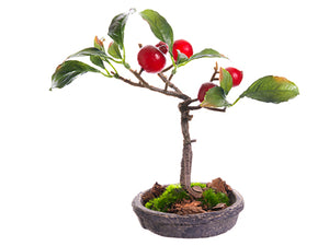 6" Rose Hip Bonsai in Clay Plate Red (pack of 4)