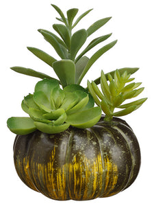 5.5" Succulent in Pumpkin  Green (pack of 12)