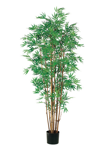 5' Japanese Bamboo Tree x12 w/2400 Leaves in Pot Two Tone Green (pack of 1)