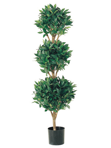 4' Triple Ball Sweet Bay Topiary in Pot Green (pack of 1)