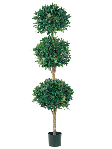 6' Triple Ball Sweet Bay Topiary in Pot  (pack of 1)