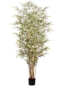6' Bamboo Tree x7 in Pot With 1760 Leaves Variegated (pack of 1)