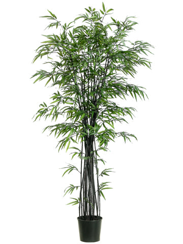 6' Black Bamboo Tree w/1736 Lvs. in Black Plastic Pot Black (pack of 1)