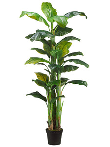 7.5' Banana Tree x3 in Pot  Green (pack of 1)