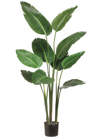 5' Bird of Paradise Plant in Plastic Pot Green (pack of 1)