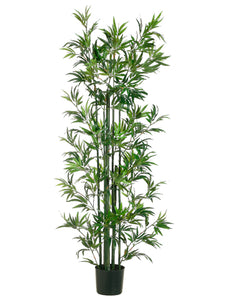 6' Bamboo Tree in Pot  Green (pack of 1)