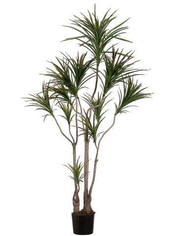 dracaena massangeana outdoors 6' Outdoor Dracaena Marginata Tree w/418 Leaves in Plastic Pot Green B –  All Nations Flower