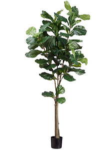 5' Fiddle Tree With 74 Leaves in Pot Green (pack of 1)