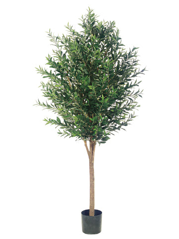 6' Olive Tree With 3200 Leaves in Pot Two Tone Green (pack of 1)