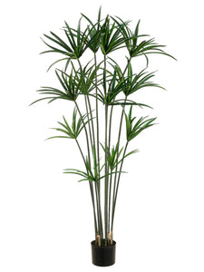 5' Papyrus Plant w/12 Leaves in Pot Green (pack of 1)