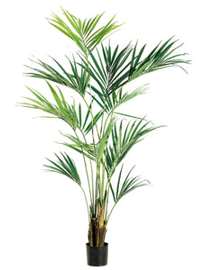 93" Kentia Palm Tree in Pot  Light Green (pack of 1)