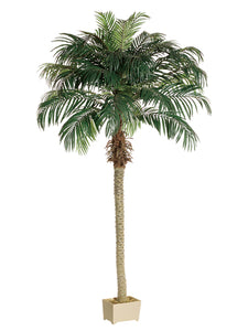 8' Phoenix Palm Tree in Rectangular Plastic Pot  (pack of 1)