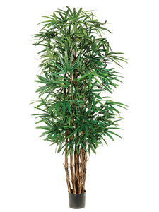 7.5' Lady Palm Tree x7 With 1003 Leaves in Pot Two Tone Green (pack of 1)