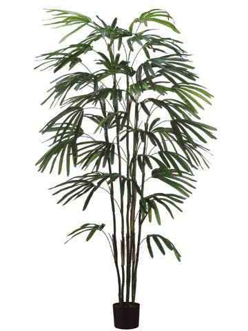 6' Rhapis Palm Tree x6 w/348 Leaves in Black Plastic Pot Green (pack of 1)