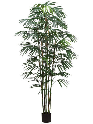 8' Rhapis Palm Tree x9 in Pot  Green (pack of 1)