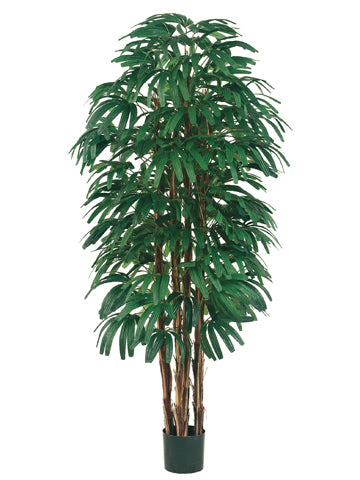 6' Rhapis Tree x6 With 896 Leaves in Pot Two Tone Green (pack of 1)