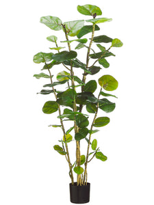 5' EVA Sea Grape Plant w/67 Leaves in Black Plastic Pot Green (pack of 1)
