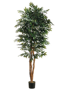 6' Smilax Tree w/Irregular Trunk in Pot Two Tone Green (pack of 1)