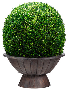 31"Hx23"Wx23"L Preserved Boxwood Ball in Footed Asian Bowl Green (pack of 1)