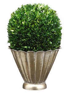 19"Hx12"Wx12"L Preserved Boxwood Ball in Scalloped Metal Container Green (pack of 1)