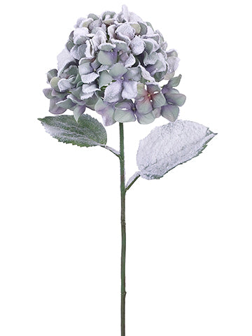 Snow Lavender