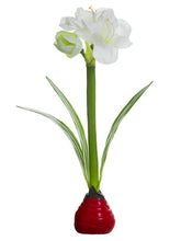 Load image into Gallery viewer, Red White