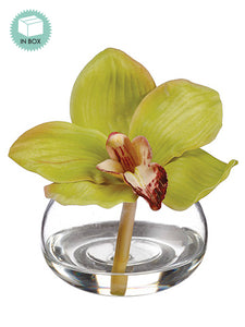 4" Cymbidium Orchid in Glass Vase in Re-Shippable Box Green (pack of 3)