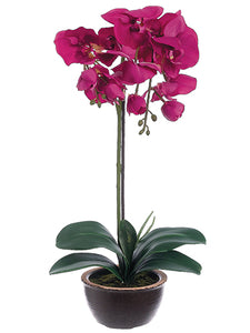 20" Phalaenopsis Orchid Plant in Ceramic Pot Orchid (pack of 1)