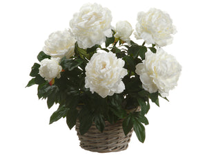 22" Peony in Basket in Re-Shippable Box Cream (pack of 2)