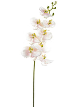 Load image into Gallery viewer, Blush