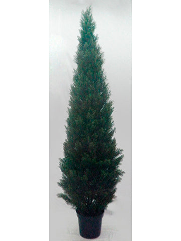 8' Cedar Tree in 12
